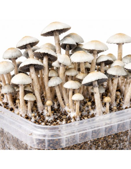 Kit de culture Panaeolus cyanescens MIB – Mycotek – gros plan sur les chapeaux et les pieds