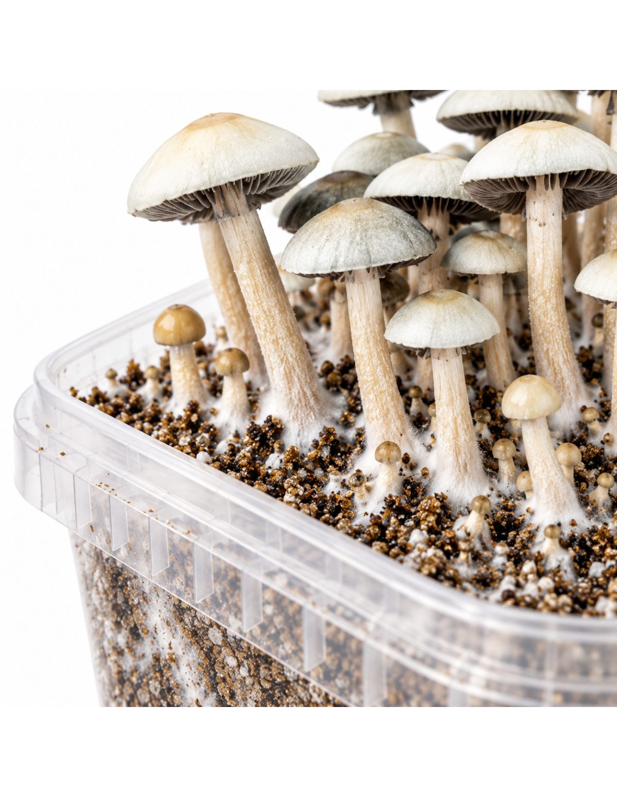 Kit de culture Panaeolus cyanescens MIB – Mycotek – détail des pieds sur le substrat
