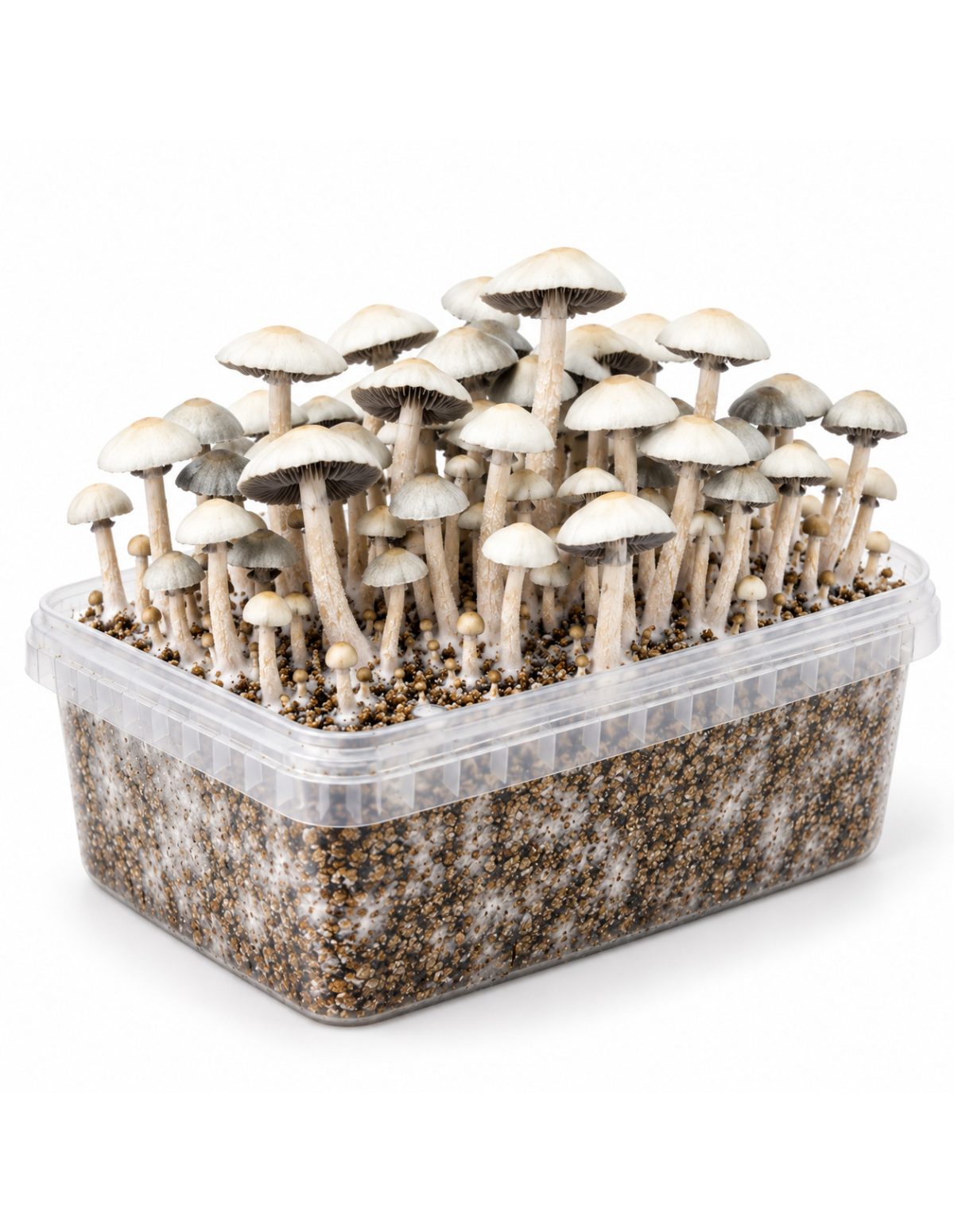 Kit de culture Panaeolus cyanescens MIB – Mycotek – kit avec champignons, vue en biais
