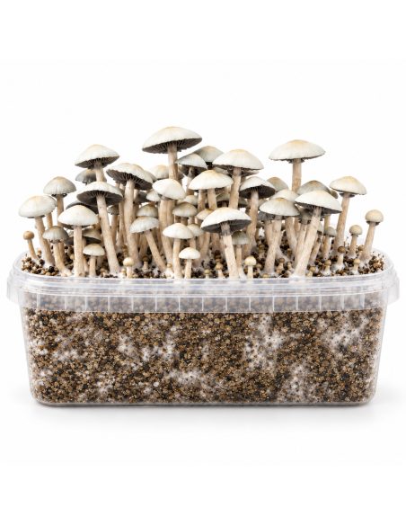 Kit de culture Panaeolus cyanescens MIB – Mycotek – kit avec champignons, vue frontale