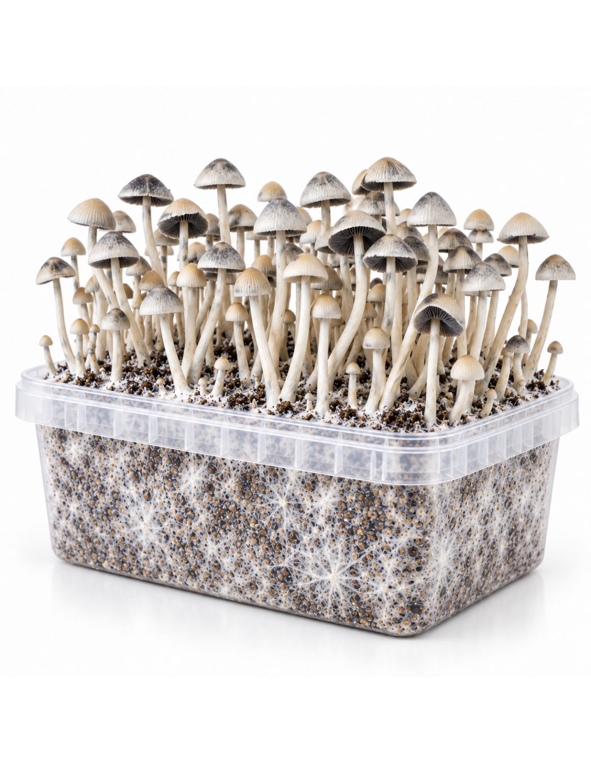 Kit de culture Panaeolus cyanescens BSRS – Mycotek – kit avec champignons, vue de biais