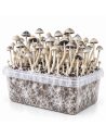 Kit de culture Panaeolus cyanescens BSRS – Mycotek – kit avec champignons, vue de biais
