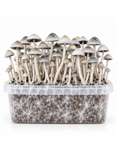 Kit de culture Panaeolus cyanescens BSRS – Mycotek 2
