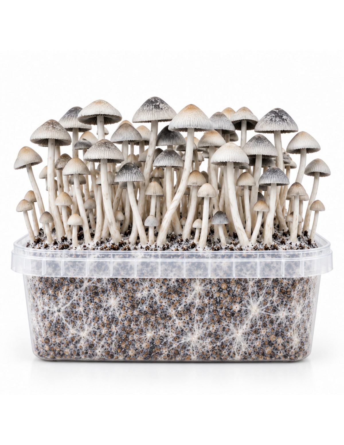 Kit de culture Panaeolus cyanescens BSRS – Mycotek – kit avec champignons, vue de face