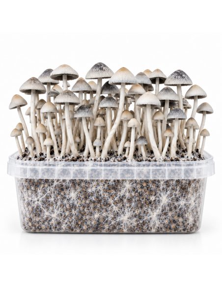 Kit de culture Panaeolus cyanescens BSRS – Mycotek – kit avec champignons, vue de face