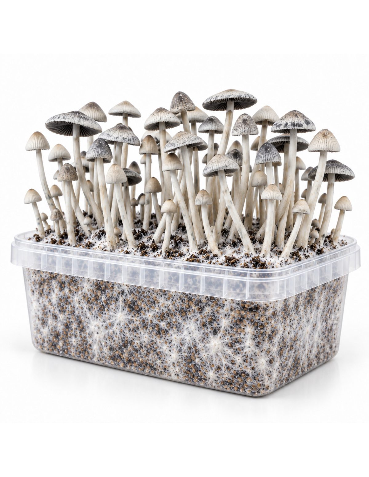 Kit de culture Panaeolus cyanescens BSRS – Mycotek – bac transparent avec mycélium et champignons