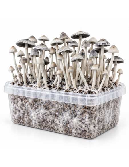 Kit de culture Panaeolus cyanescens BSRS – Mycotek – bac transparent avec mycélium et champignons