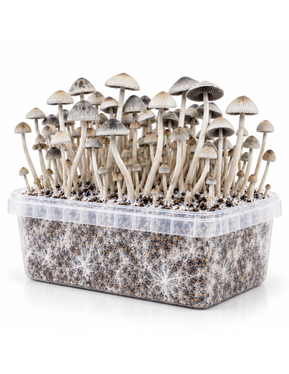 Kit de culture Panaeolus cyanescens BSRS – Mycotek – kit avec champignons, vue de trois quarts