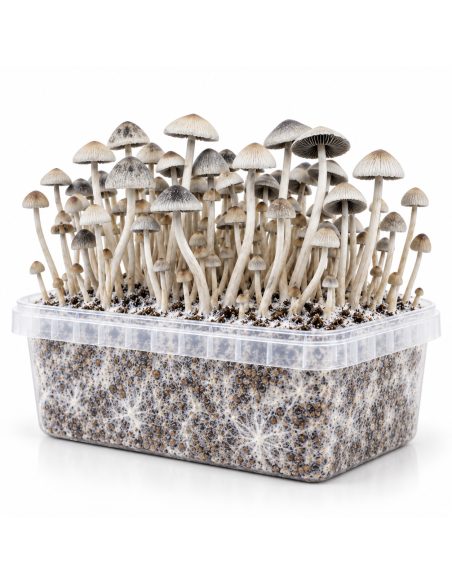 Kit de culture Panaeolus cyanescens BSRS – Mycotek – kit avec champignons, vue de trois quarts