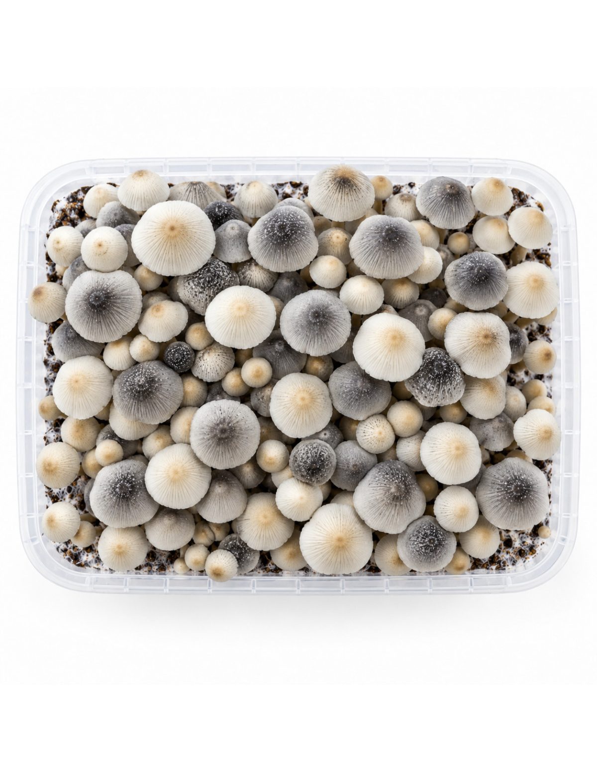 Kit de culture Panaeolus cyanescens BSRS – Mycotek – kit vu du dessus