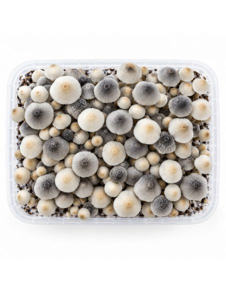 Kit de culture Panaeolus cyanescens BSRS – Mycotek – kit vu du dessus