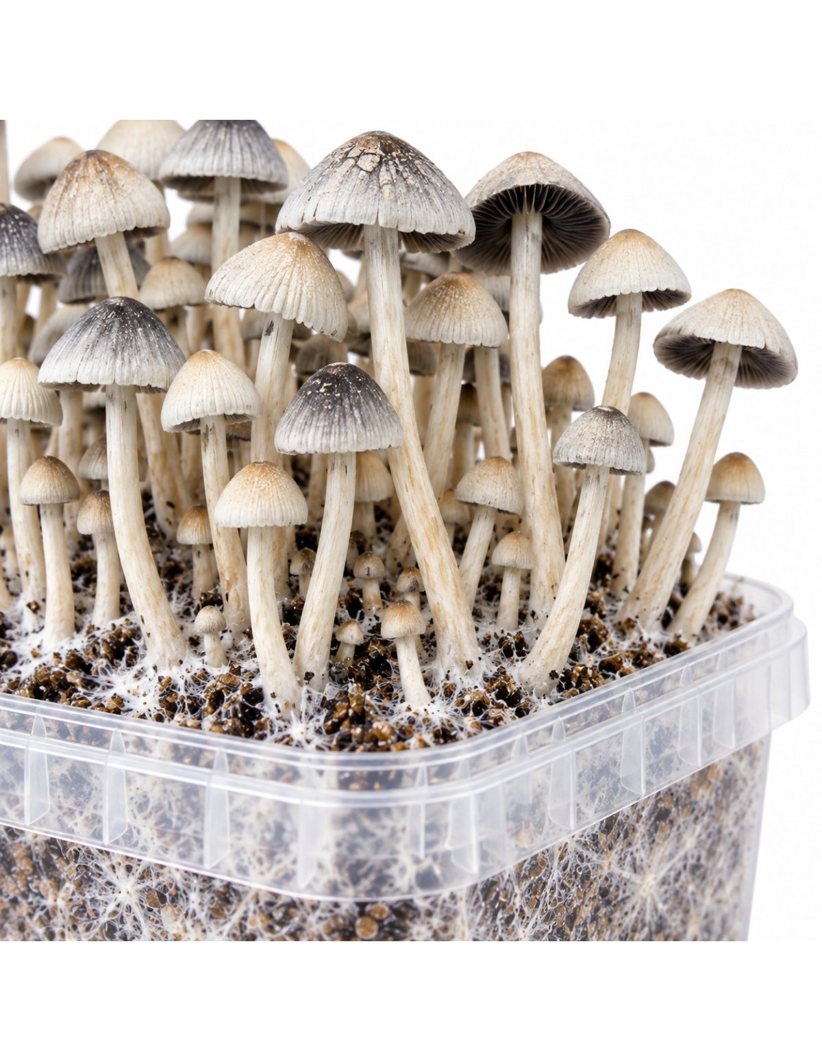 Kit de culture Panaeolus cyanescens BSRS – Mycotek – détail des chapeaux au-dessus du bord du bac