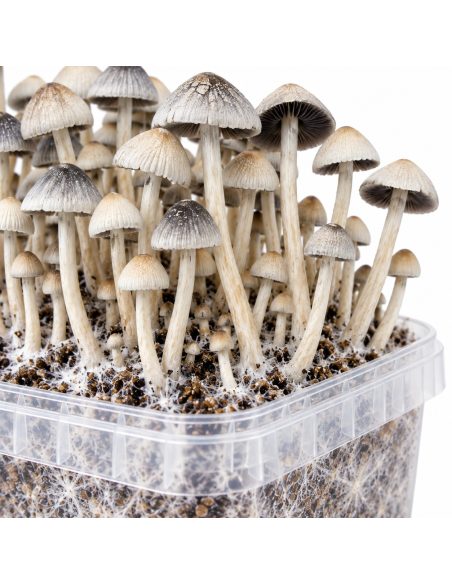 Kit de culture Panaeolus cyanescens BSRS – Mycotek – détail des chapeaux au-dessus du bord du bac