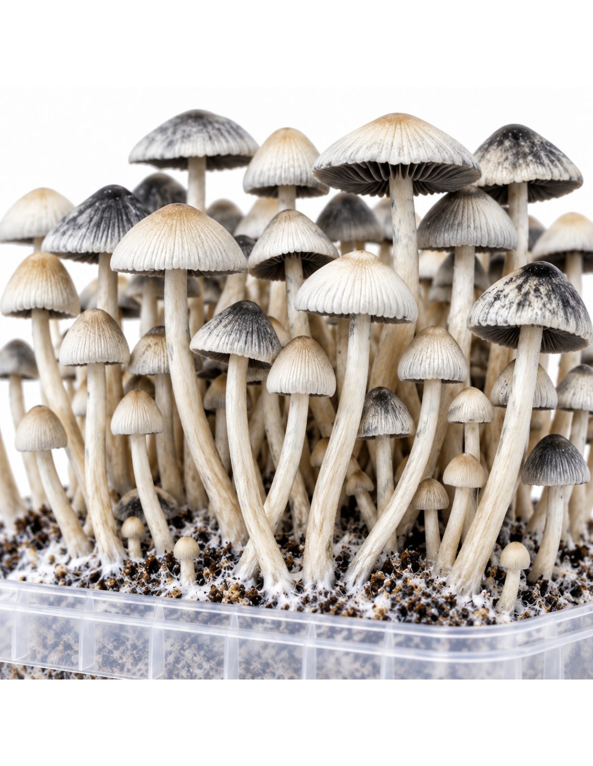 Kit de culture Panaeolus cyanescens BSRS – Mycotek – gros plan sur les chapeaux et les pieds
