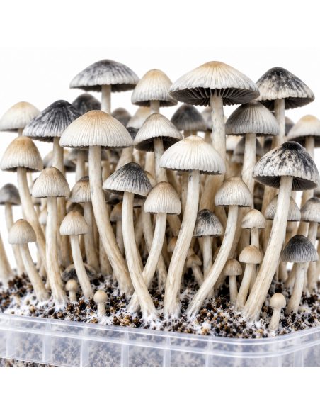 Kit de culture Panaeolus cyanescens BSRS – Mycotek – gros plan sur les chapeaux et les pieds