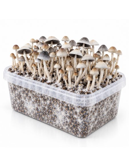 Kit de culture Panaeolus cyanescens BSRS – Mycotek – kit avec une touffe dense de champignons, vue de biais