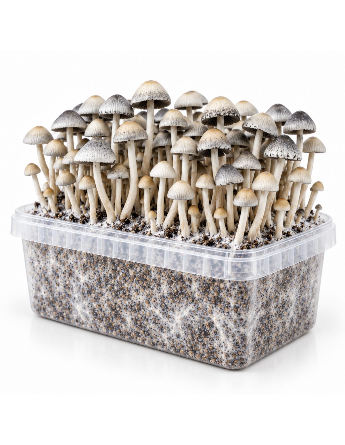 Kit de culture Panaeolus cyanescens BSRS – Mycotek – kit avec champignons et mycélium visible