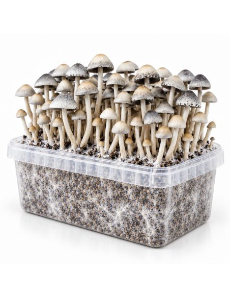 Kit de culture Panaeolus cyanescens BSRS – Mycotek – kit avec champignons et mycélium visible
