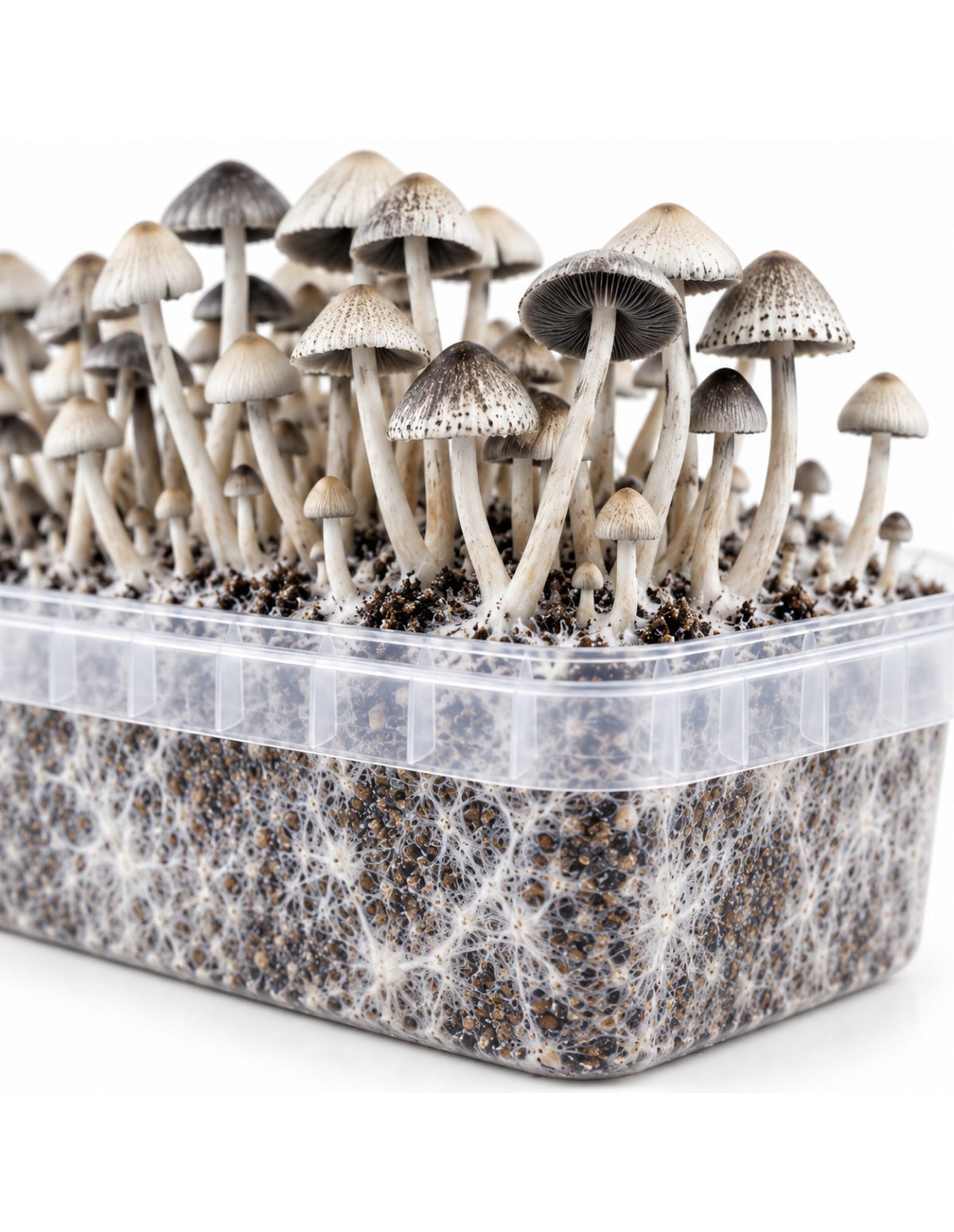 Kit de culture Panaeolus cyanescens BSRS – Mycotek – détail du bac et du substrat