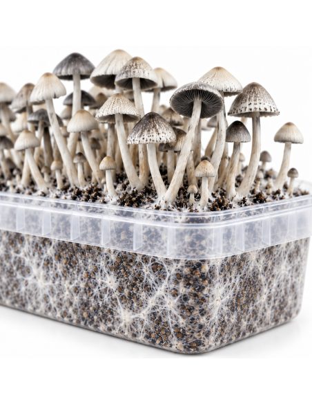 Kit de culture Panaeolus cyanescens BSRS – Mycotek – détail du bac et du substrat