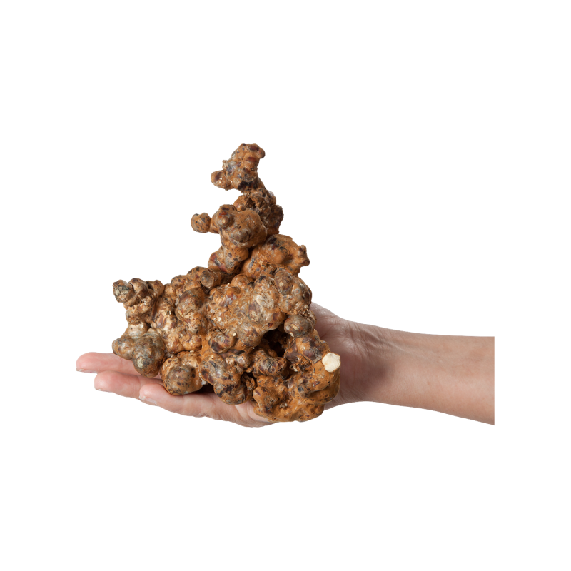 Truffes magiques Psilocybe Utopia – Mycotek – grosse grappe de truffes tenue dans la main