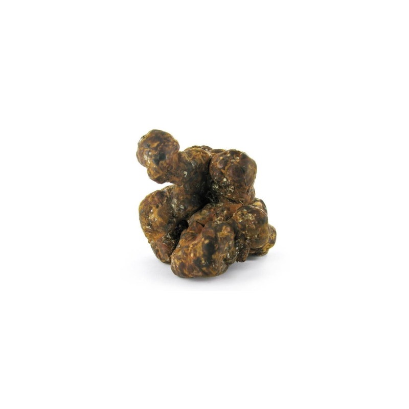 Truffes magiques Psilocybe Utopia – Mycotek – truffe entière, gros plan