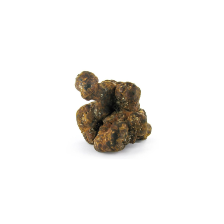 Truffes magiques Psilocybe Utopia – Mycotek – truffe entière, gros plan