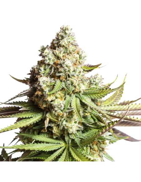 Graines Gorilla Glue Auto – Just Seeds – sommet d’une plante