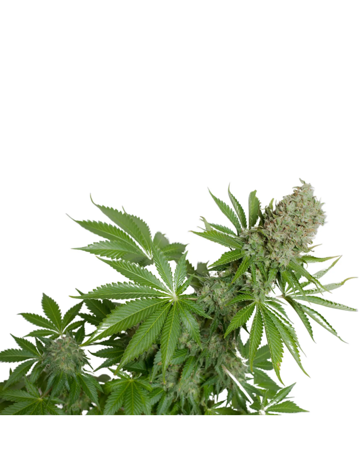 Graines White Widow Auto – Just Seeds – feuilles et sommités fleuries