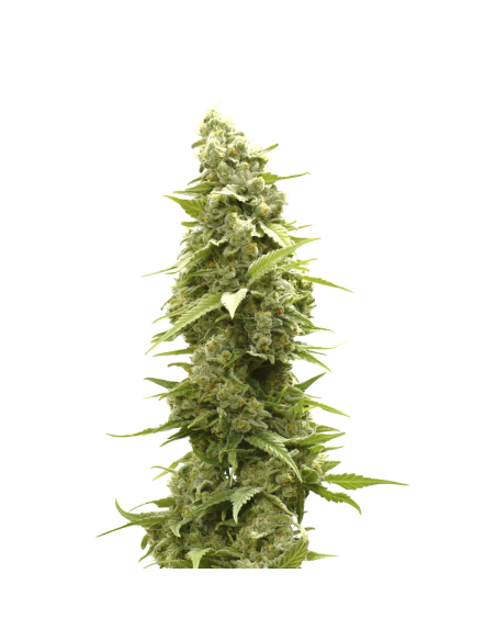 Graines Jack Herer Auto – Just Seeds – photo d’illustration d’une tête de plant de cannabis