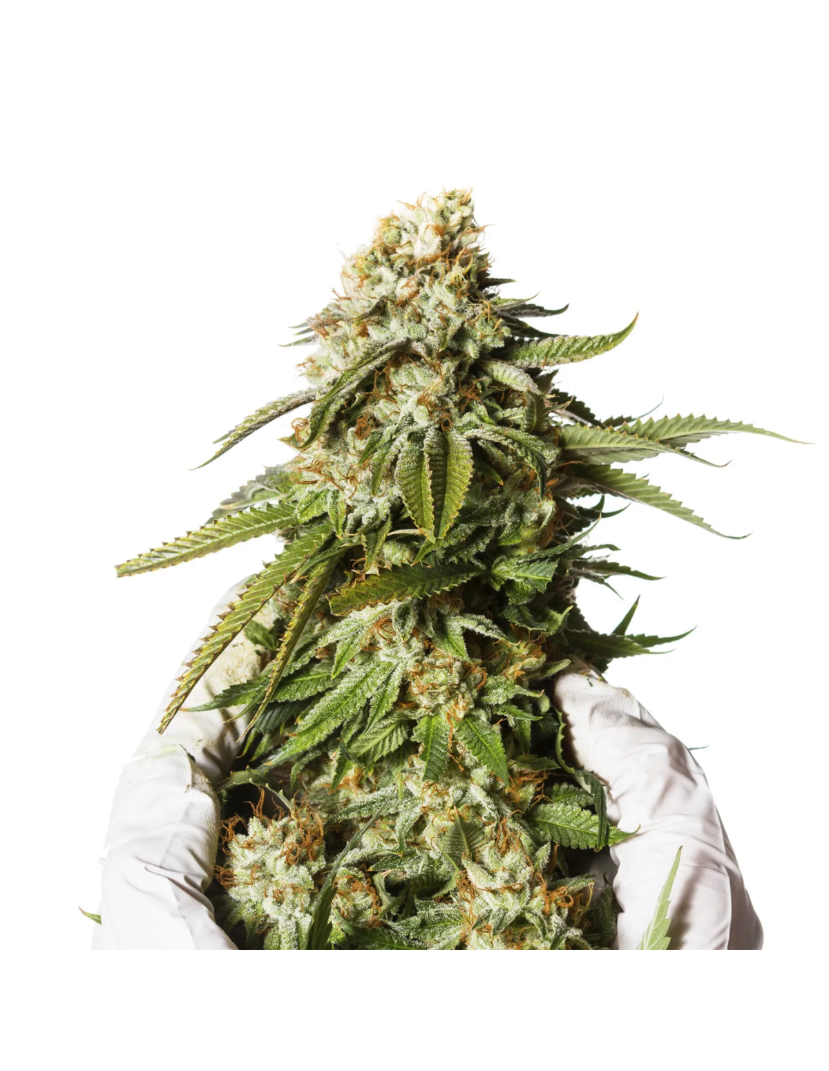 Graines Bubblegum Auto – Just Seeds – photo d’illustration, tête de plant tenue avec des gants