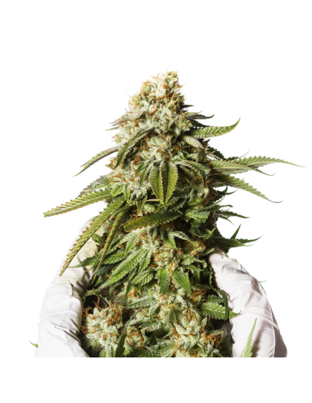Graines Bubblegum Auto – Just Seeds – photo d’illustration, tête de plant tenue avec des gants