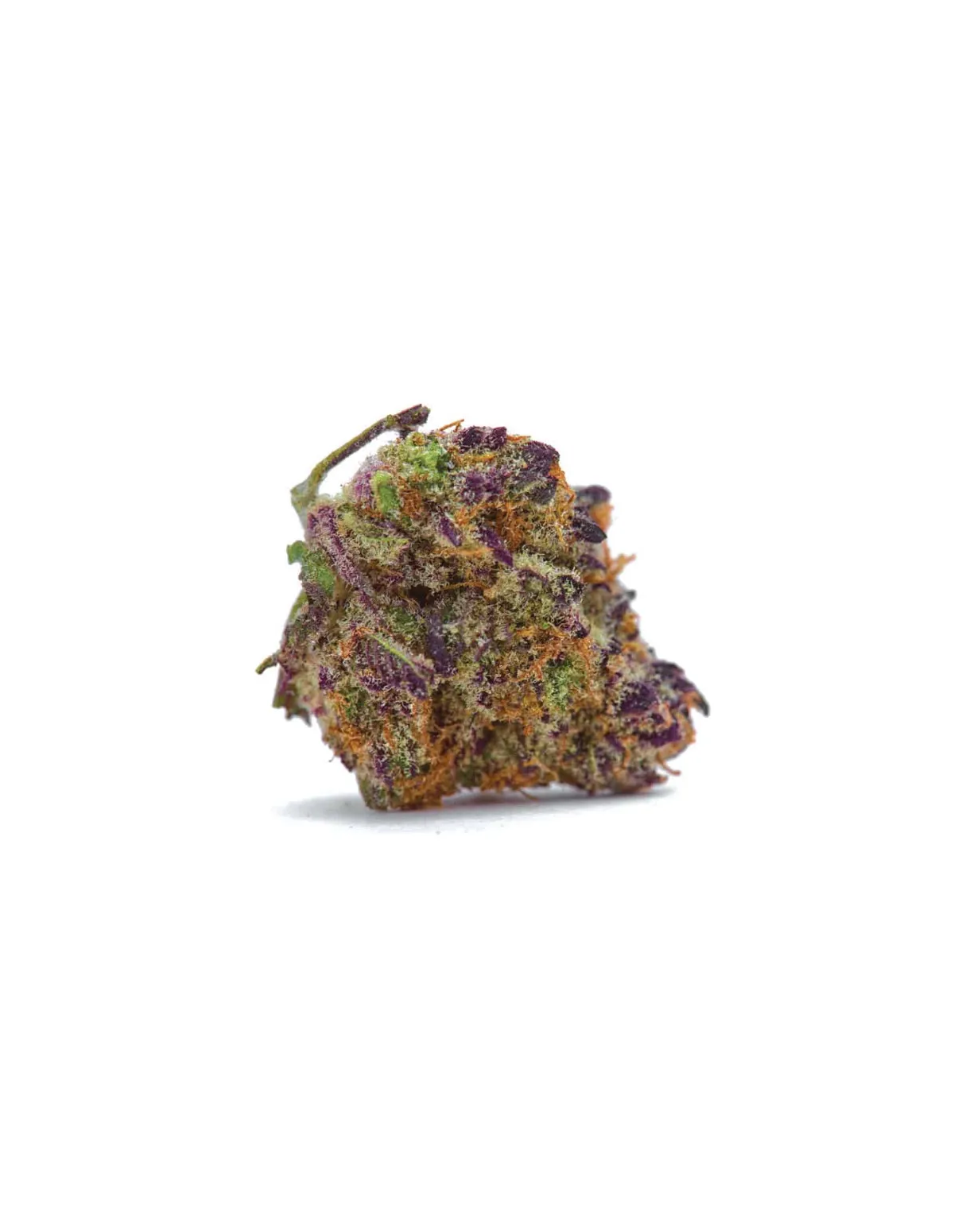 Graines Purple Kush Auto – Just Seeds – fleur séchée, gros plan