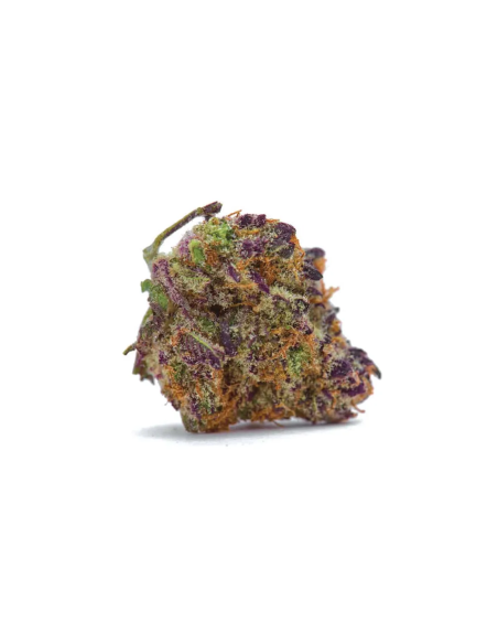 Graines Purple Kush Auto – Just Seeds – fleur séchée, gros plan