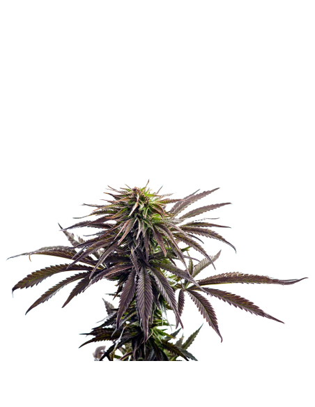 Graines Purple Kush Auto – Just Seeds – sommet du plant aux feuilles sombres