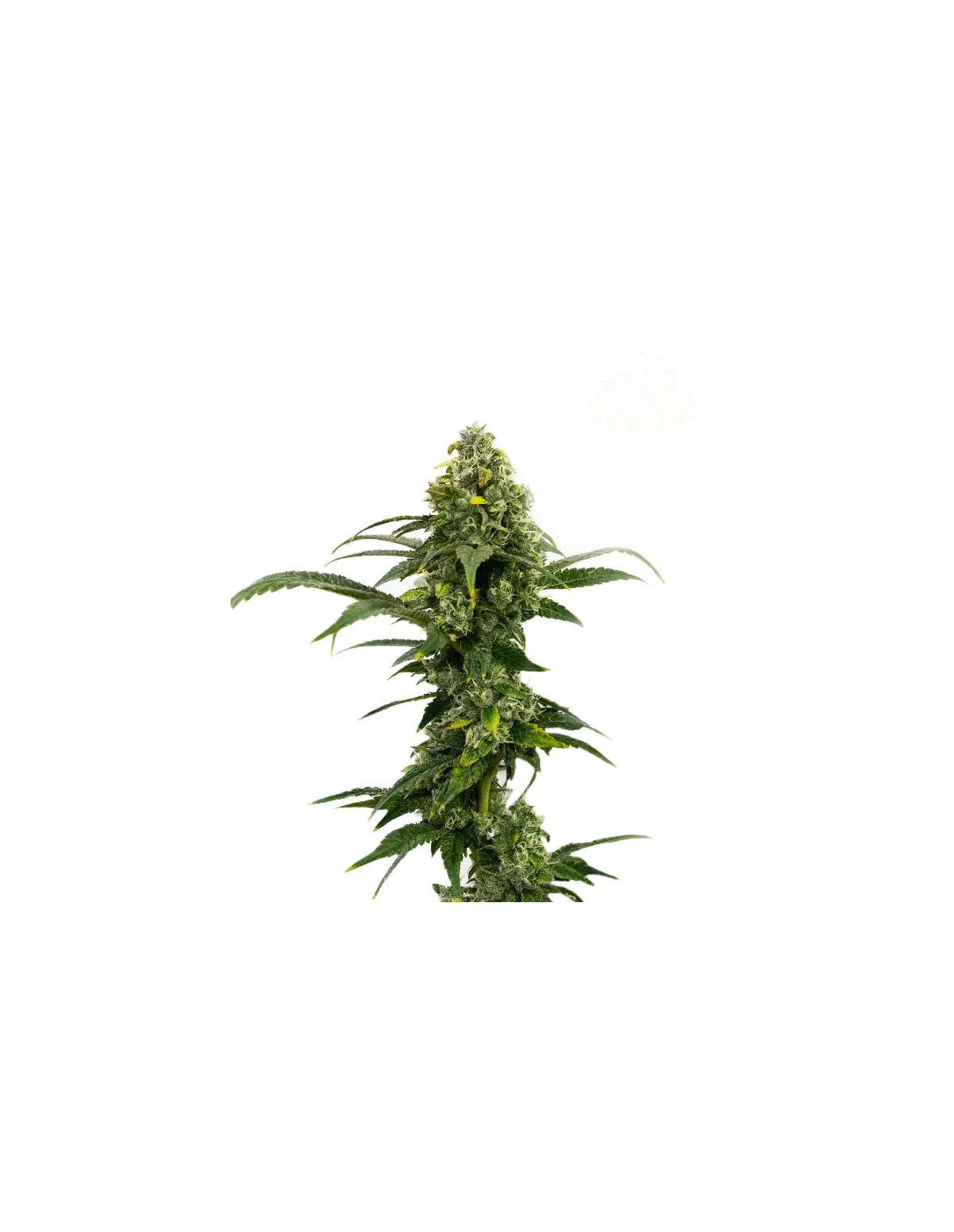 Graines Amnesia Haze Auto – Just Seeds – sommet d’une plante