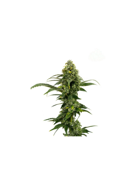 Graines Amnesia Haze Auto – Just Seeds – sommet d’une plante