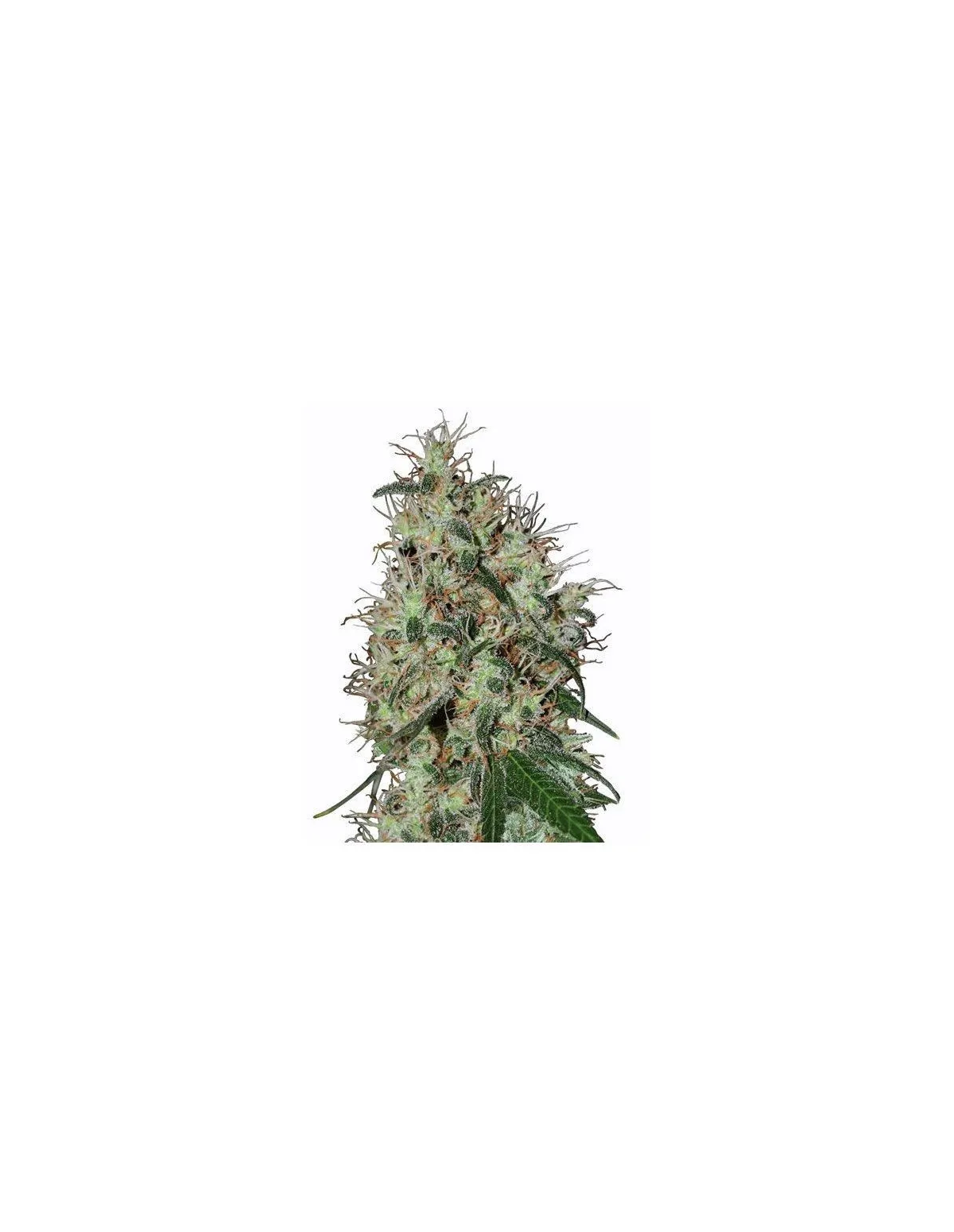 Graines 60 Day Grapefruit Auto – Just Seeds – photo d’illustration d’une tête de plant de cannabis