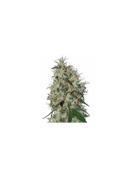 Graines 60 Day Grapefruit Auto – Just Seeds – photo d’illustration d’une tête de plant de cannabis
