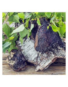 Extrait liquide de chaga (pakuri) – Inonotus obliquus,... 2