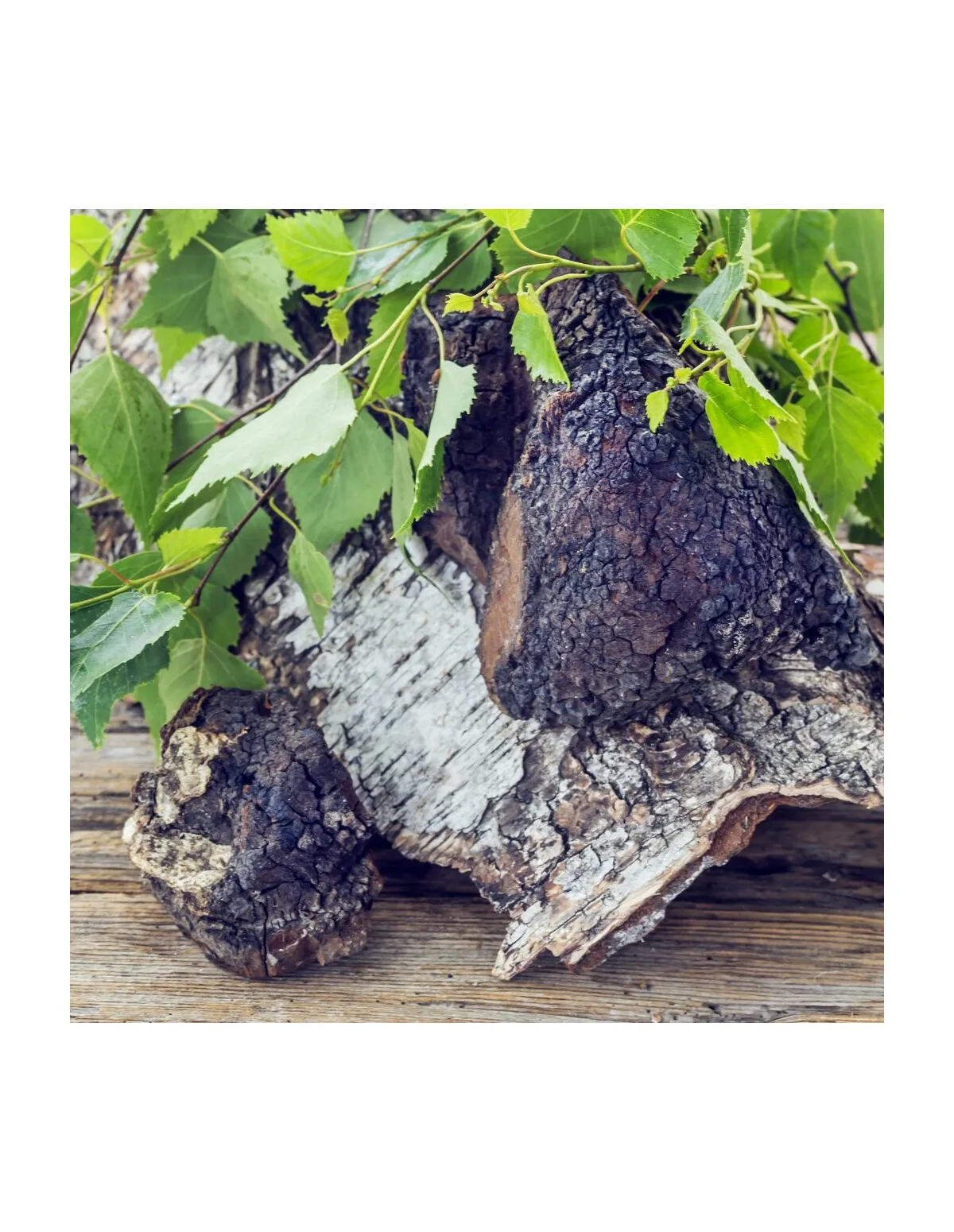 Extrait liquide de chaga (pakuri) – Inonotus obliquus, 100 ml – chaga sur un tronc de bouleau