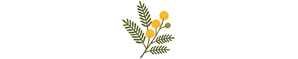 Acacia : écorce de Taïwan, phyllodes australiens | Mycotrop