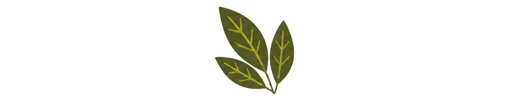 Chacruna du Pérou : feuilles entières de Psychotria viridis