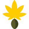 Graines autofloraison